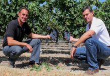 Orgánicos premiados de México casa_madero-vinos_mexicanos-vinicolas_mexicanas-parras_coahuila_milima20150809_0092_8